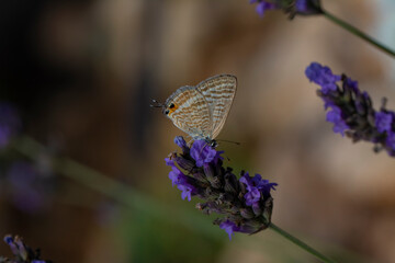 Closeup beautiful butterfly sitting on the lavender flower in a summer garden