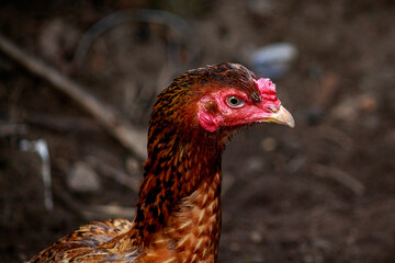 Chicken