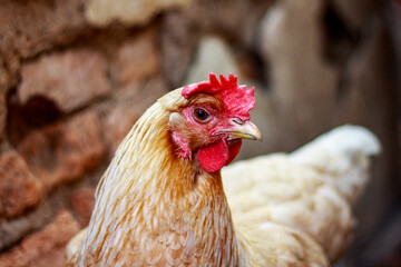 Chicken