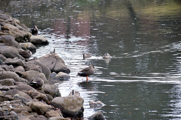 Spot billed duck - Anas zonorhyncha. It is called 