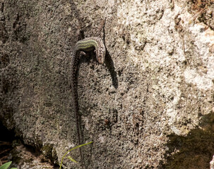 Iberian Wall Lizard (Podarcis hispanicus) with green back on an old stone wall in rural Portugal