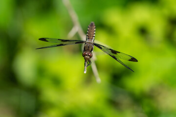 Common Whitetail Dragonfly in Springtime
