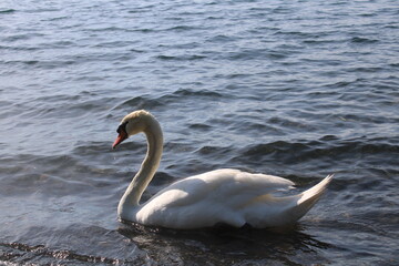 Obraz premium swan on lake with blue lake water in background