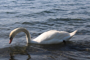 Obraz premium swan on lake with blue lake water in background