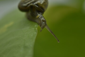 A closeup photograph of a Snail.