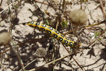 guasano multicolor