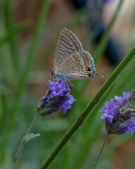 Closeup beautiful butterfly sitting on the lavender flower in a summer garden