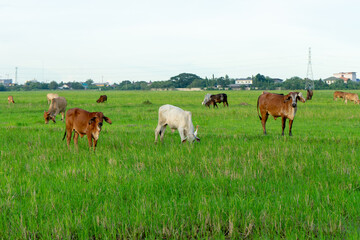 Group of cows eat the grass in the large field with cityscape background