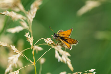 European Skipper on Grass Flowers in Springtime