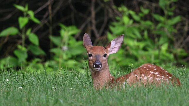 White-tailed deer fawn bedded down in an open field in summer