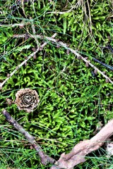 Moss with pine cone on the forest floor