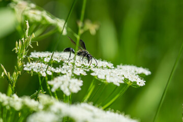 Grass Carrying Wasp on Ground Elder Flowers