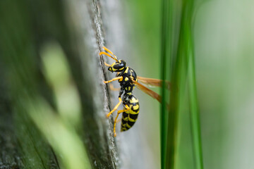 European Paper Wasp in Springtime