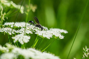 Grass Carrying Wasp on Ground Elder Flowers
