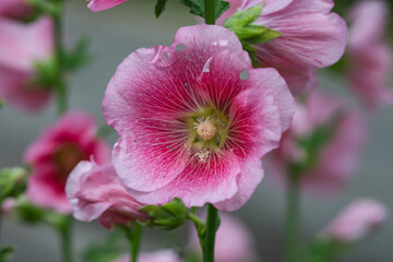 Hollyhock Flower in Springtime