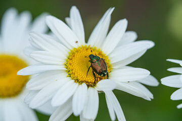 Japanese Beetle on Ox Eye Daisy