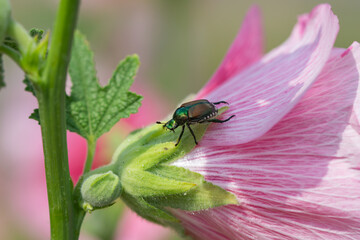 Japanese Beetle on Hollyhock Flower