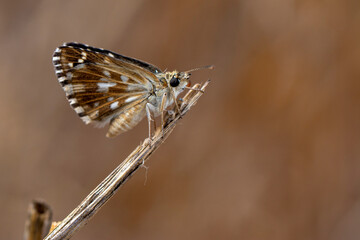 Macro Photography of Moth on Twig of Plant.