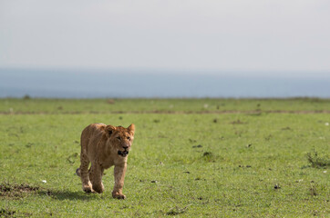 Lion cub on walk at Masai Mara grassland, Kenya