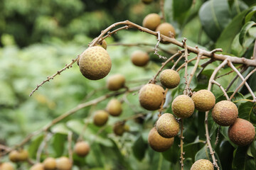 Close up of Young Small longan fruit