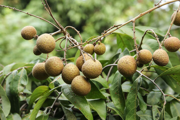 Close up of Young Small longan fruit