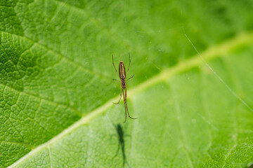 Long Jawed Orb Weaver Spider on Web