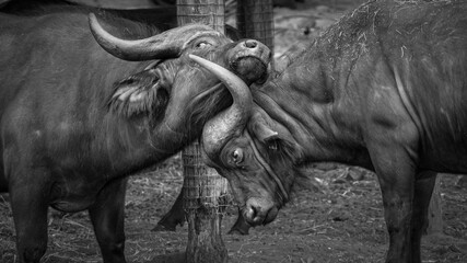 buffalo in the zoo © kim