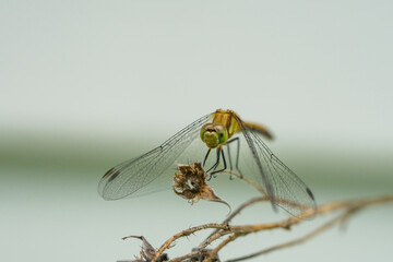 Meadowhawk Dragonfly Perched in Summer