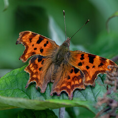 Butterfly on leaf
