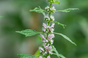 Motherwort Flowers in Bloom in Summer
