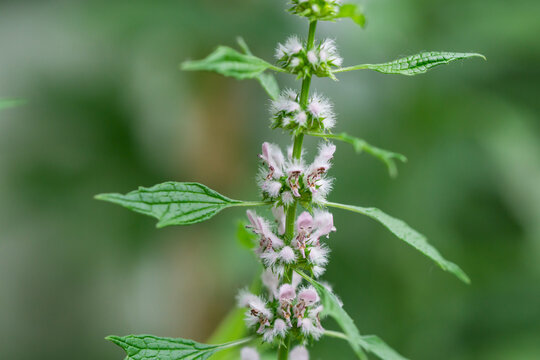 Motherwort Flowers in Bloom in Summer