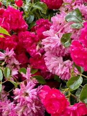 pink hydrangea flowers