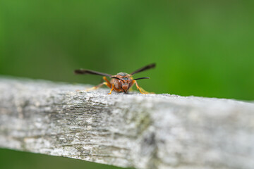 Northern Paper Wasp on Wood in Springtime