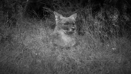 Wild fox