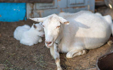Obraz premium White mother goat lies at the barn with the cub.