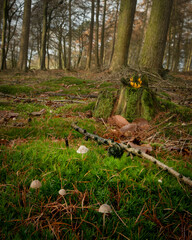 stump in the forest