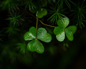 three leaf clover