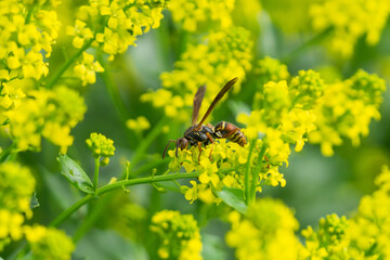 Northern Paper Wasp on Winter Cress Flowers