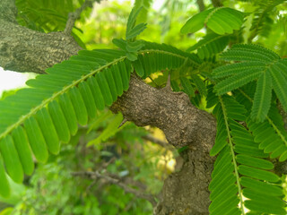 fern in the forest