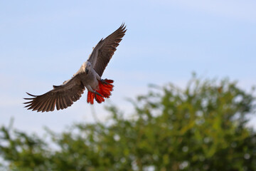 African gray parrot flying in the sky.