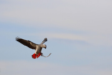African gray parrot flying in the sky.