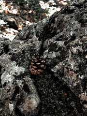 bump on a stone in the forest against the background of rocks
