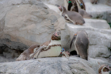 The penguin has a flying dream