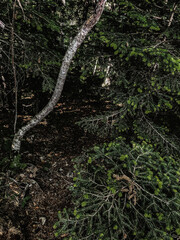 forest in summer, coniferous branch with young branches