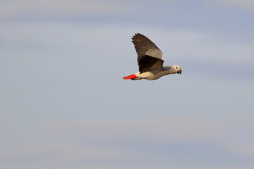 African gray parrot flying in the sky.