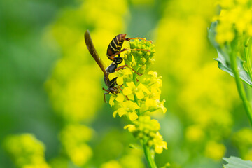 Northern Paper Wasp on Winter Cress Flowers