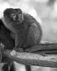 lemur on tree