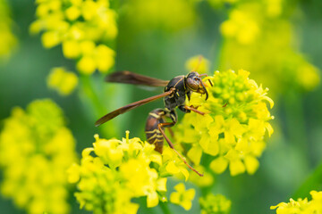 Northern Paper Wasp on Winter Cress Flowers