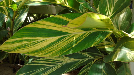 yellow and green leaves