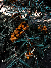 bush branch, sea buckthorn berries on a tree